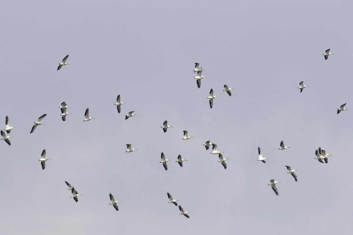 American White Pelican - ML618006210