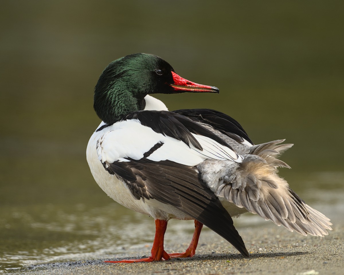 Common Merganser - ML618006292