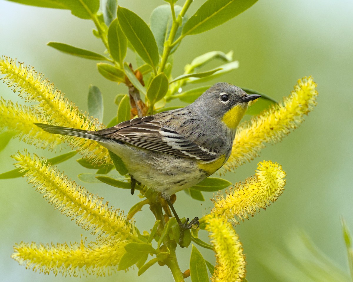 Yellow-rumped Warbler - ML618006295