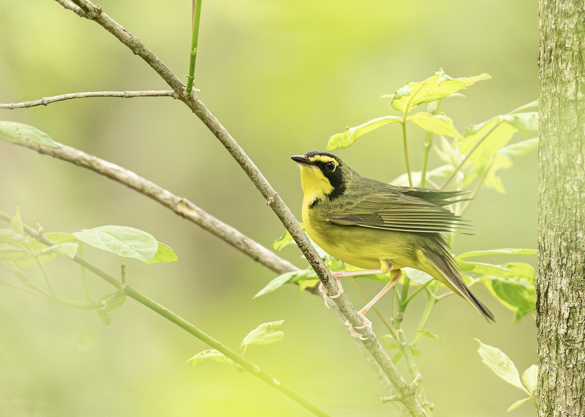 Kentucky Warbler - Benjamin Koenig