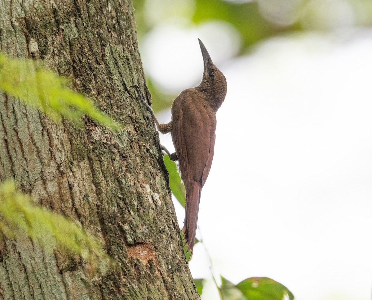 Northern Barred-Woodcreeper - ML618006327