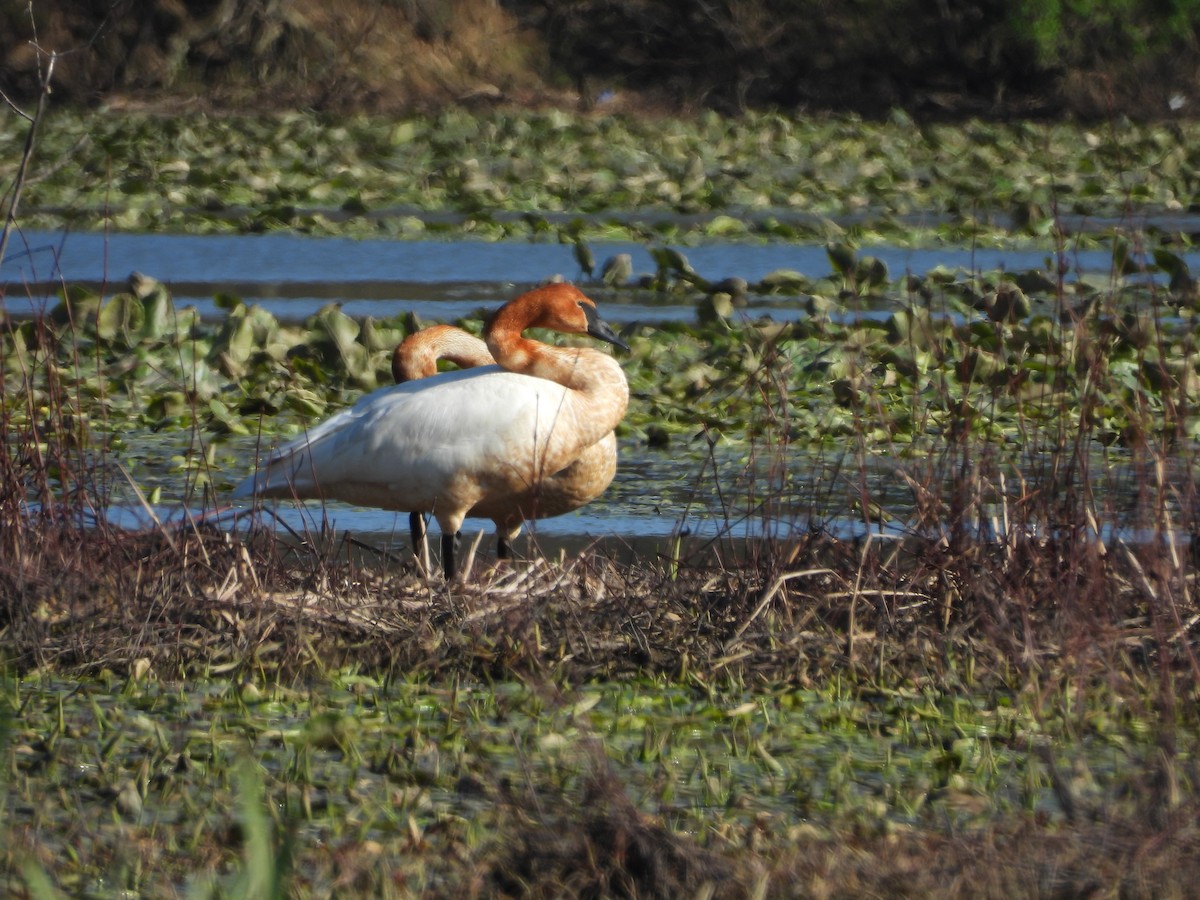 Trumpeter Swan - ML618006349