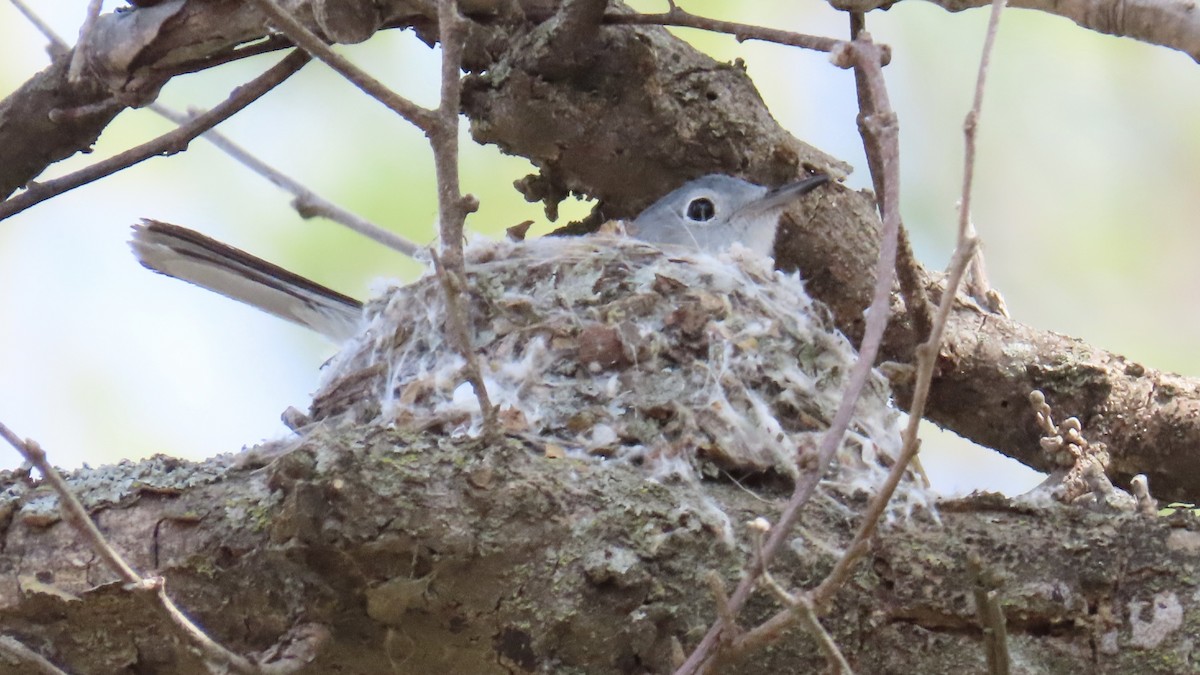 Blue-gray Gnatcatcher - Christopher Frick