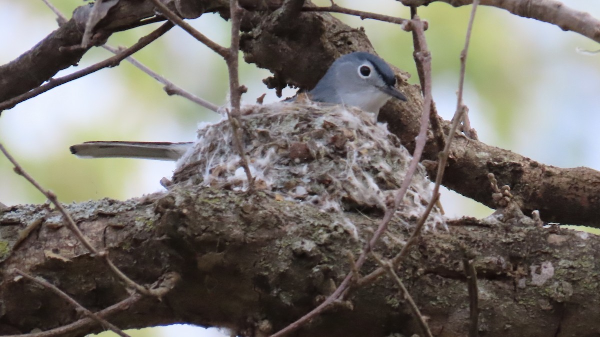 Blue-gray Gnatcatcher - ML618006365