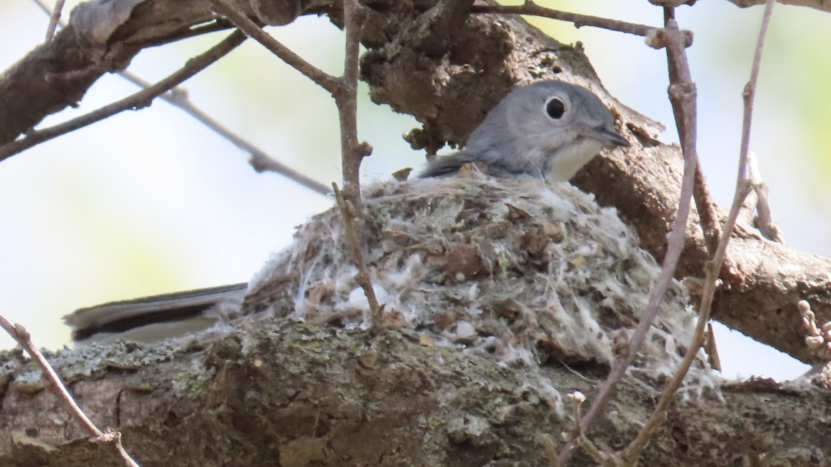 Blue-gray Gnatcatcher - ML618006366