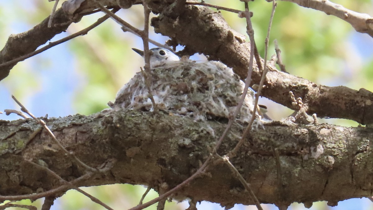 Blue-gray Gnatcatcher - ML618006367