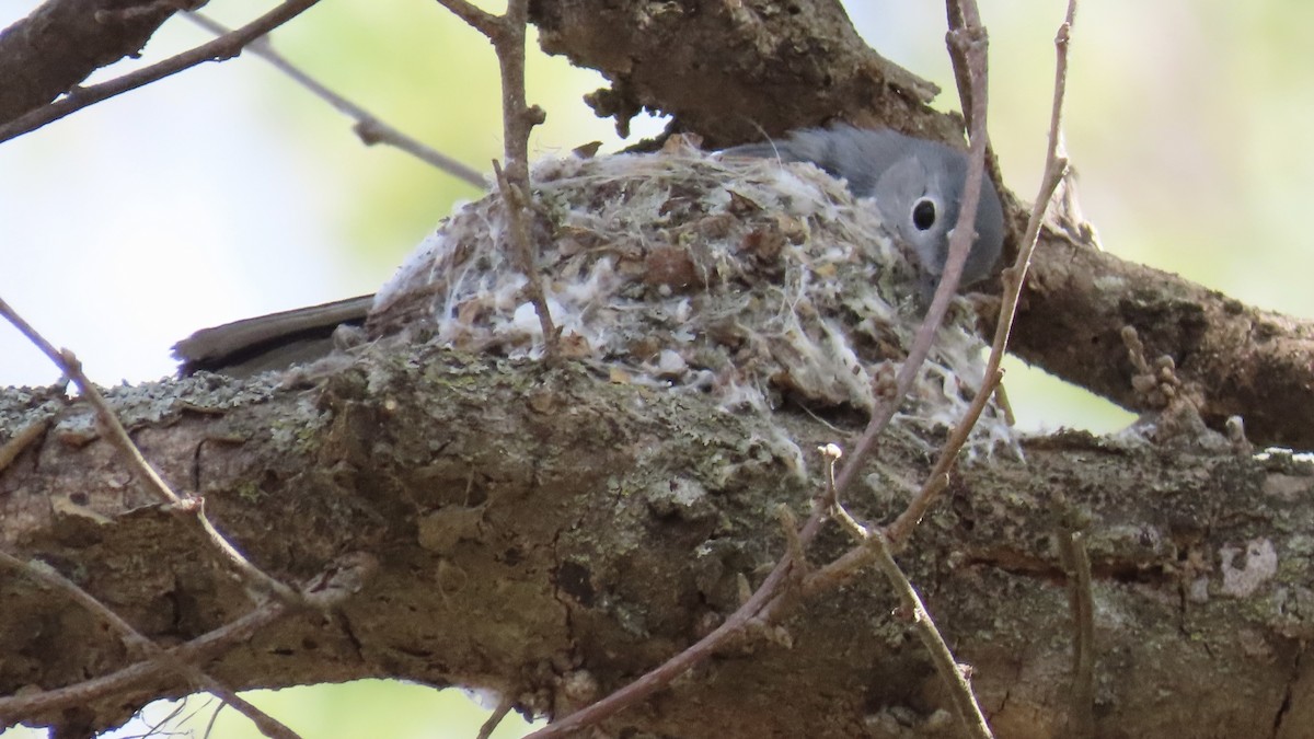 Blue-gray Gnatcatcher - ML618006368