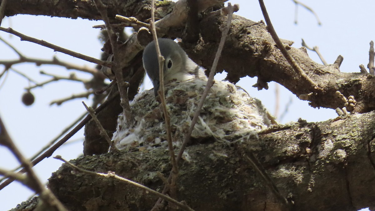 Blue-gray Gnatcatcher - ML618006369