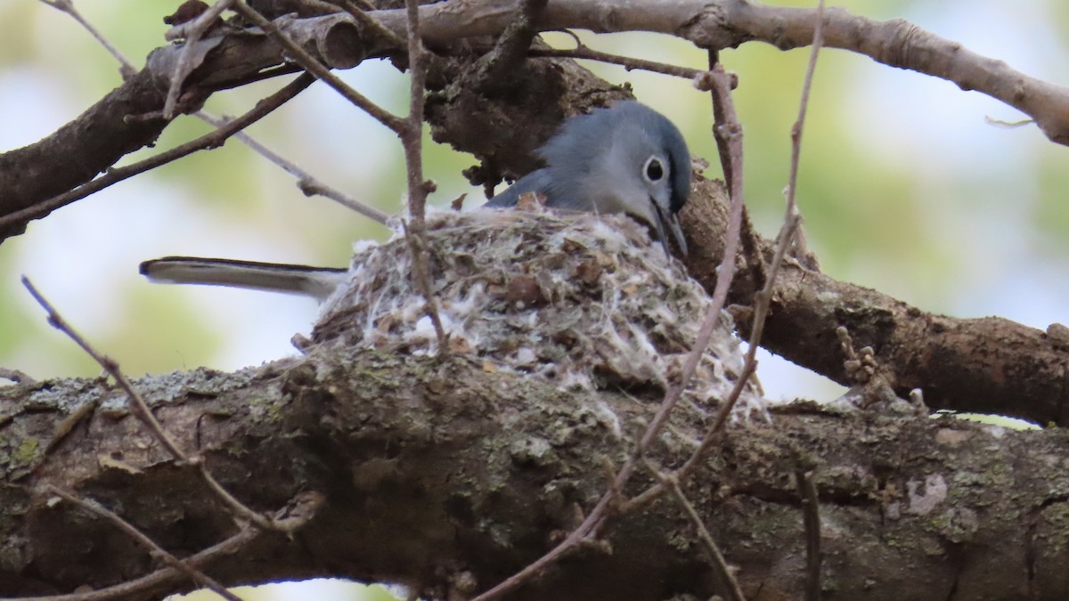 Blue-gray Gnatcatcher - ML618006373