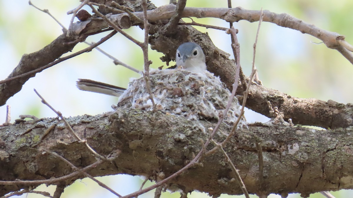 Blue-gray Gnatcatcher - ML618006374