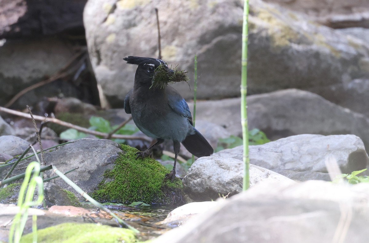 Steller's Jay - ML618006375