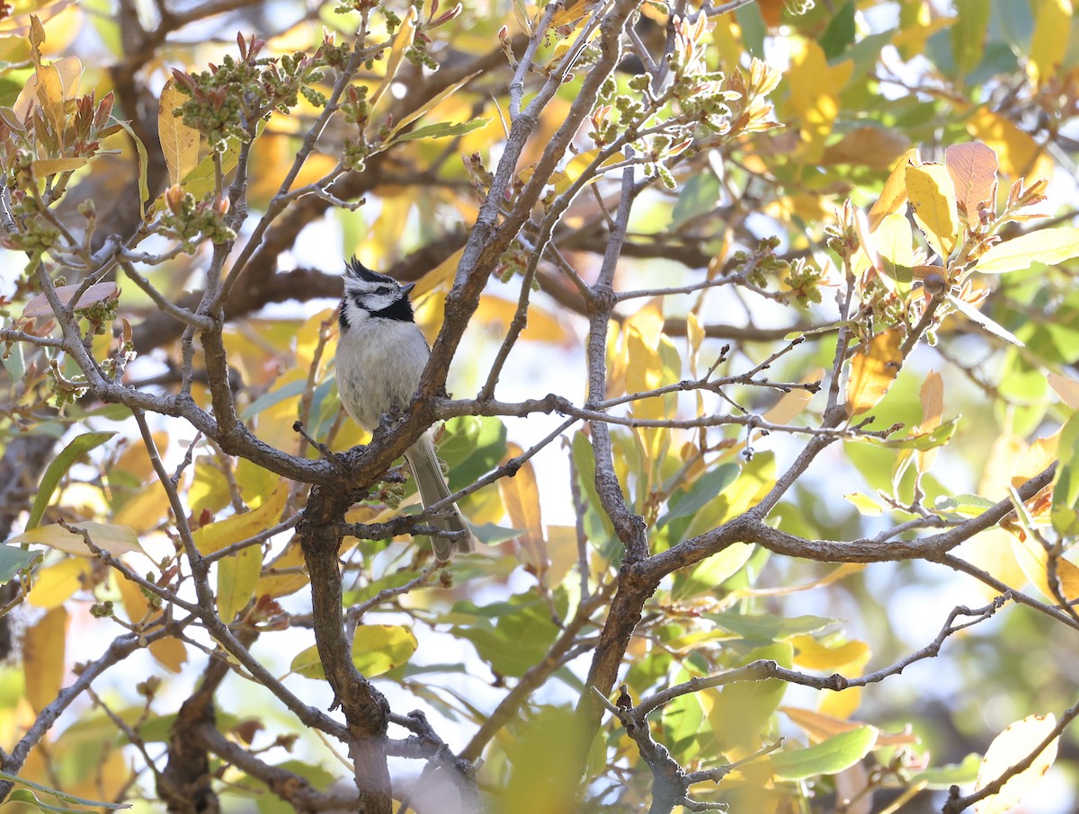 Bridled Titmouse - ML618006379