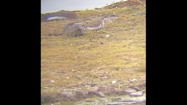 Spotted Sandpiper - ML618006382