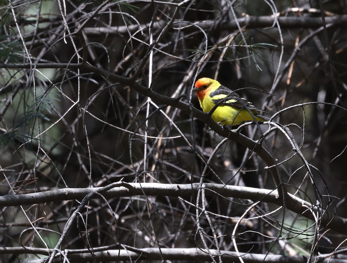 Western Tanager - ML618006383