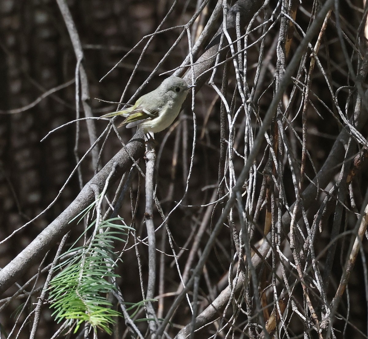 Ruby-crowned Kinglet - ML618006384