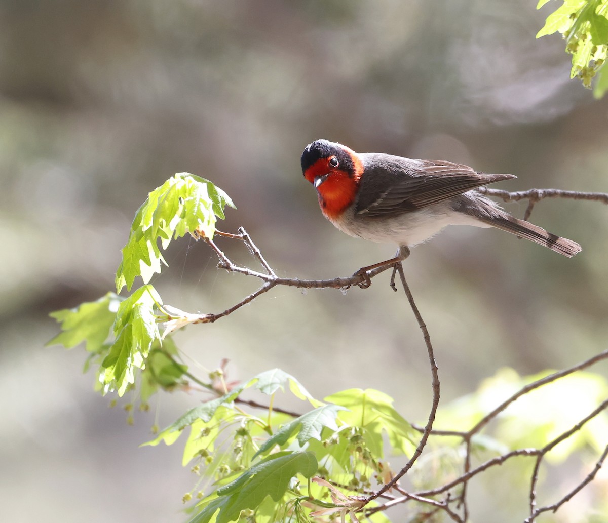 Red-faced Warbler - ML618006388