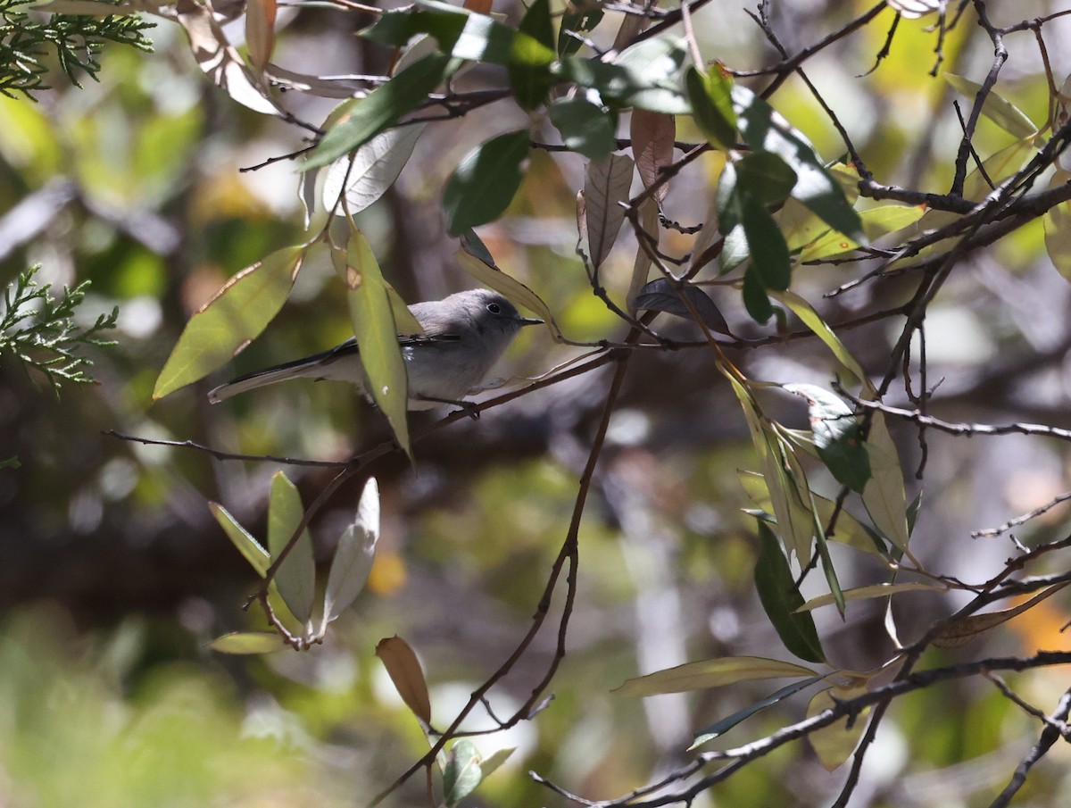 Blue-gray Gnatcatcher - ML618006396