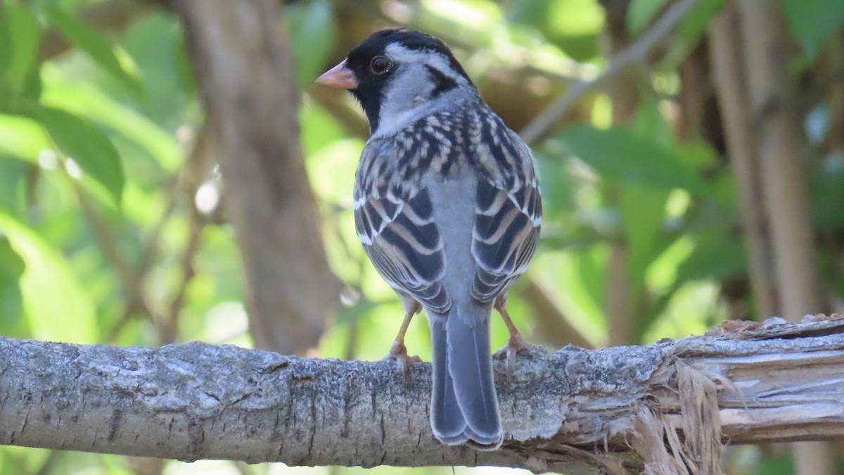 Harris's Sparrow - ML618006404