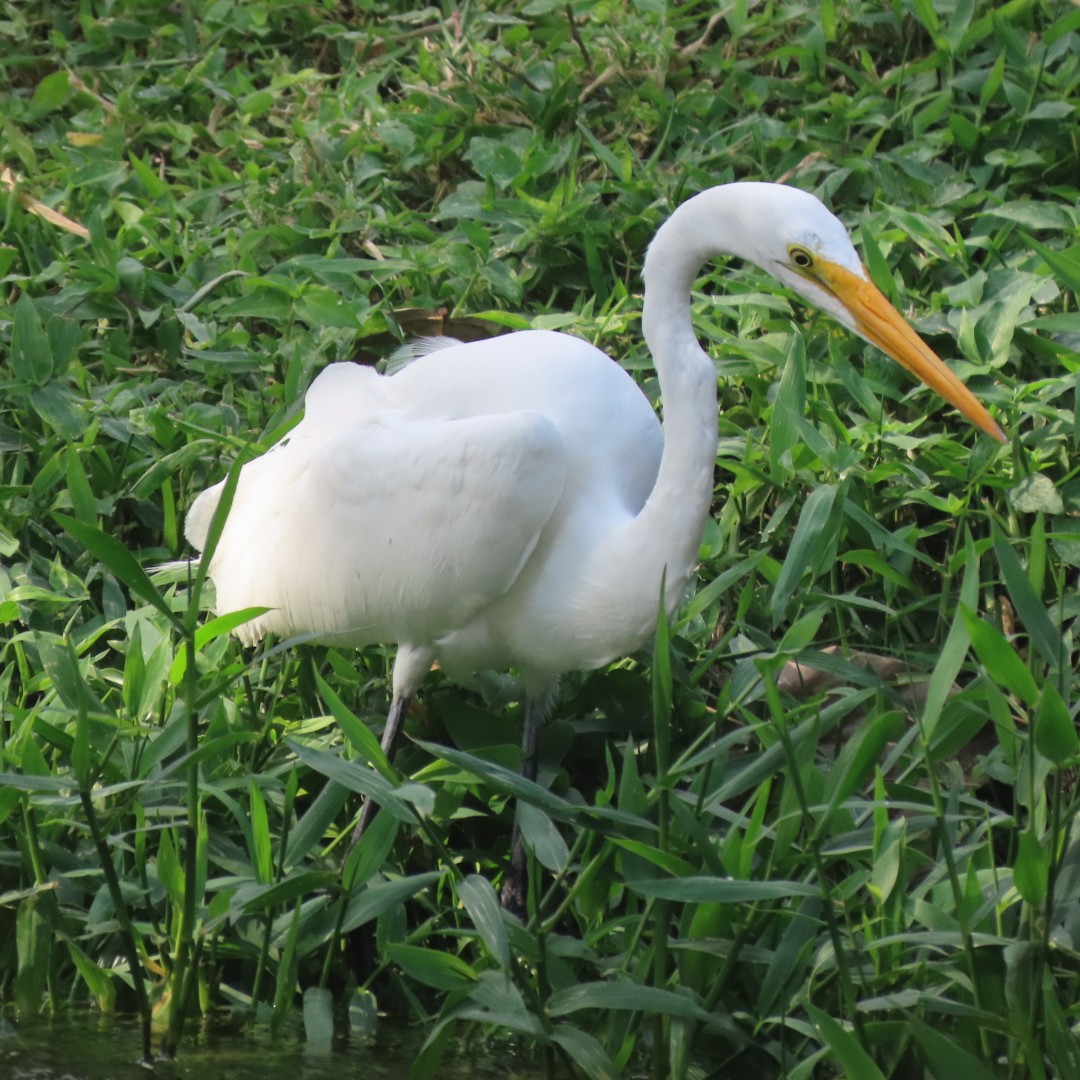 Great Egret - Liliam Voltas