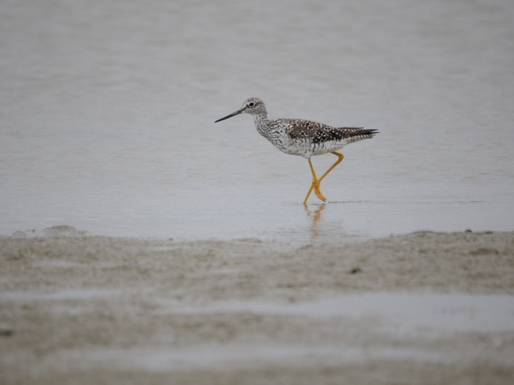 Greater Yellowlegs - ML618006461