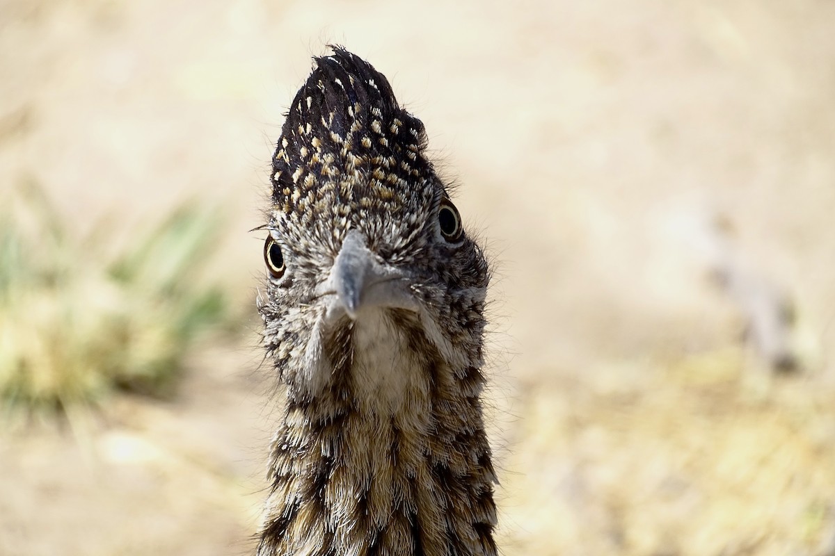 Greater Roadrunner - Nathan Miller