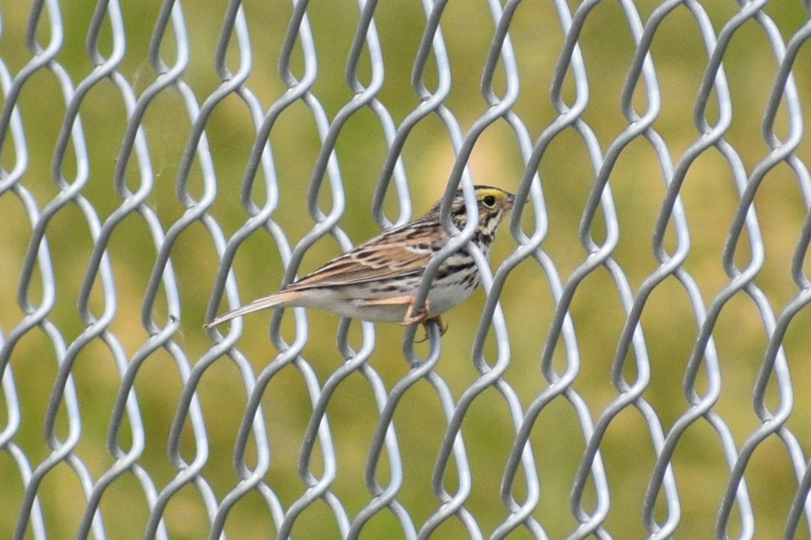 Savannah Sparrow - ML618006509