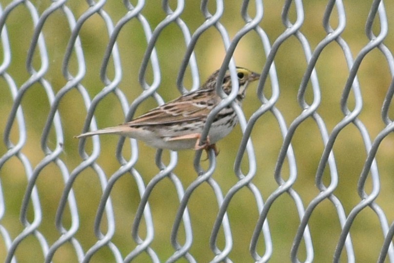 Savannah Sparrow - ML618006511