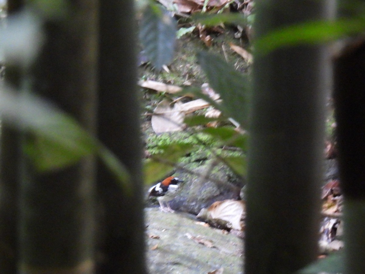 Chestnut-naped Forktail - ML618006520