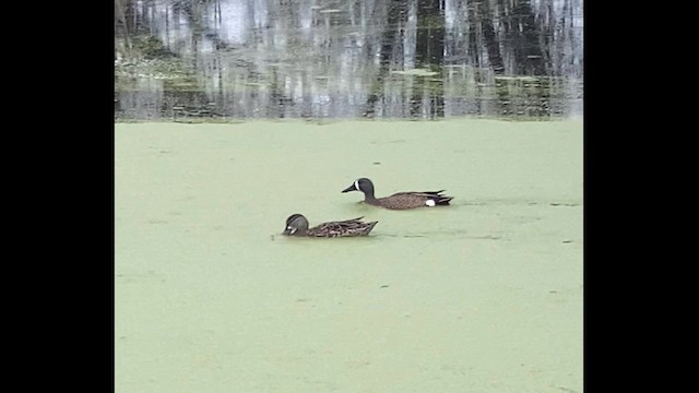 Blue-winged Teal - ML618006548