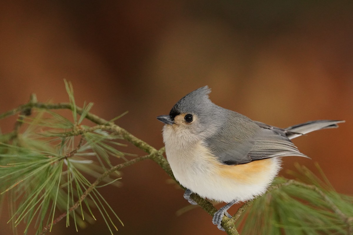 Tufted Titmouse - ML618006554