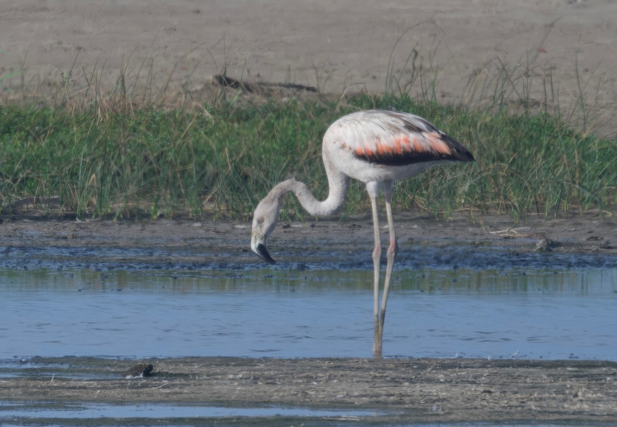 Chilean Flamingo - ML618006563