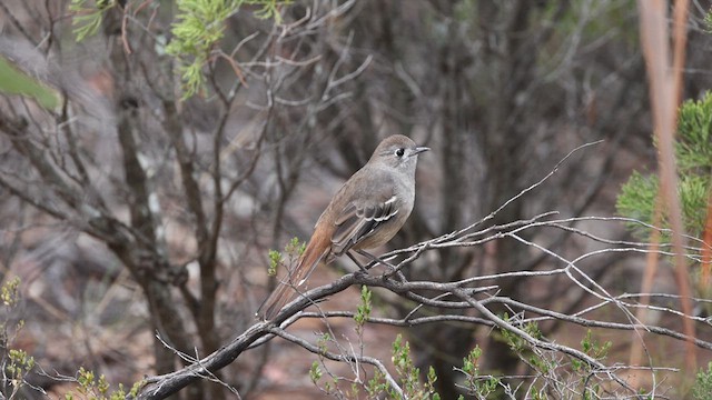 Southern Scrub-Robin - ML618006589