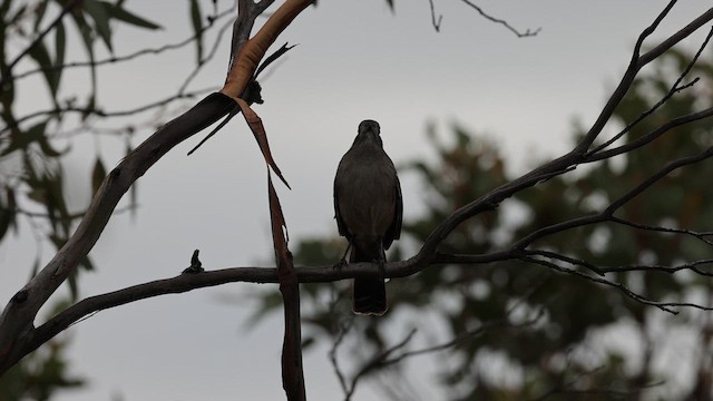 Southern Scrub-Robin - ML618006593