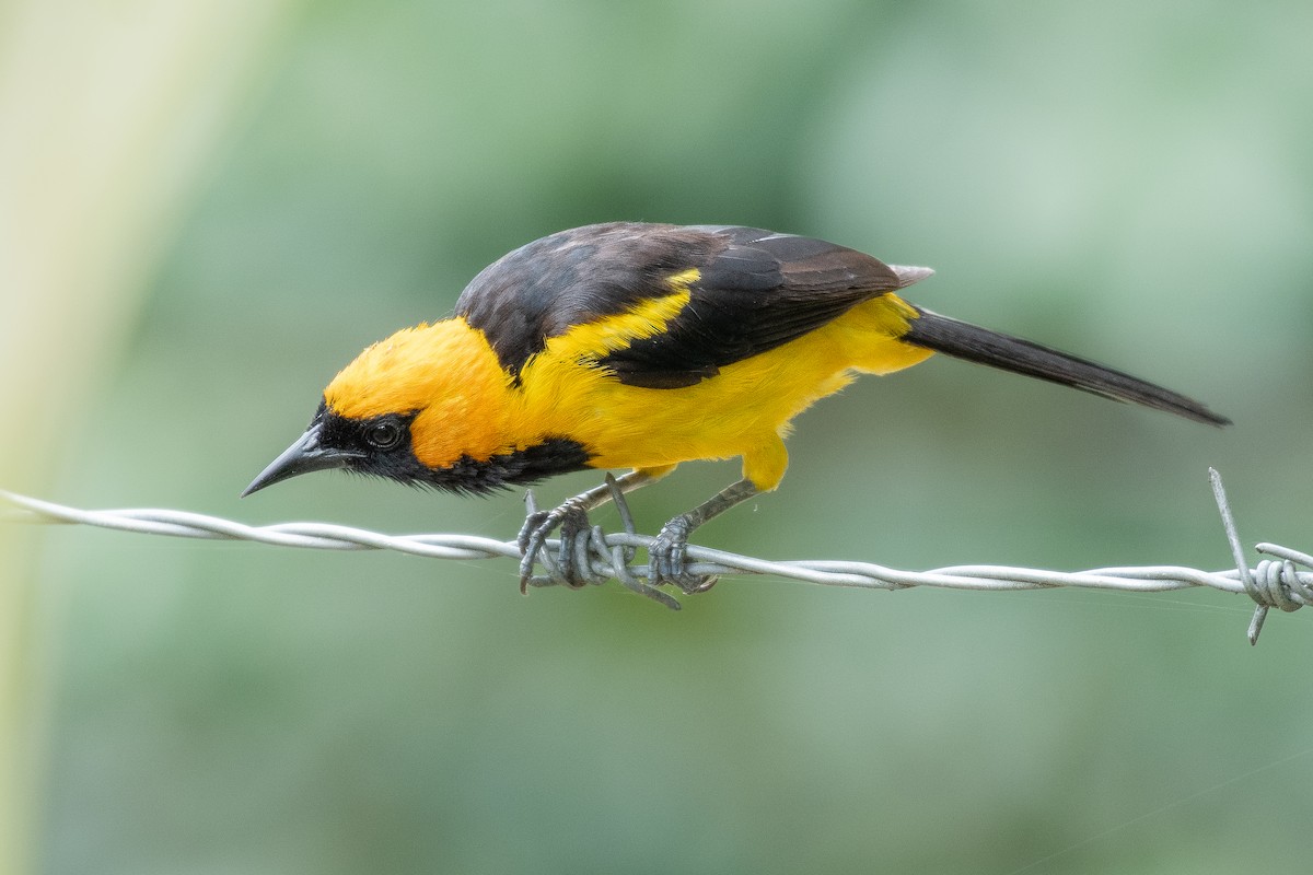 Yellow-backed Oriole - ML618006603