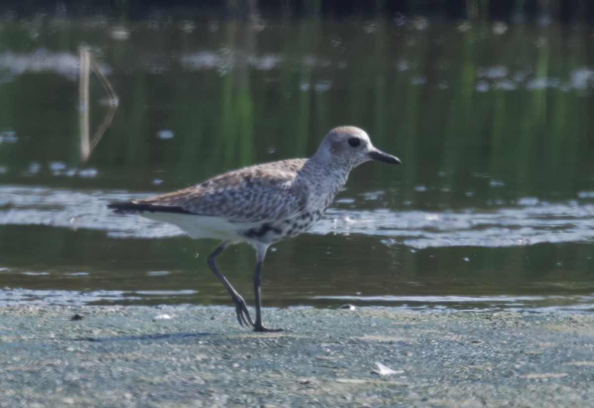 Black-bellied Plover - ML618006609