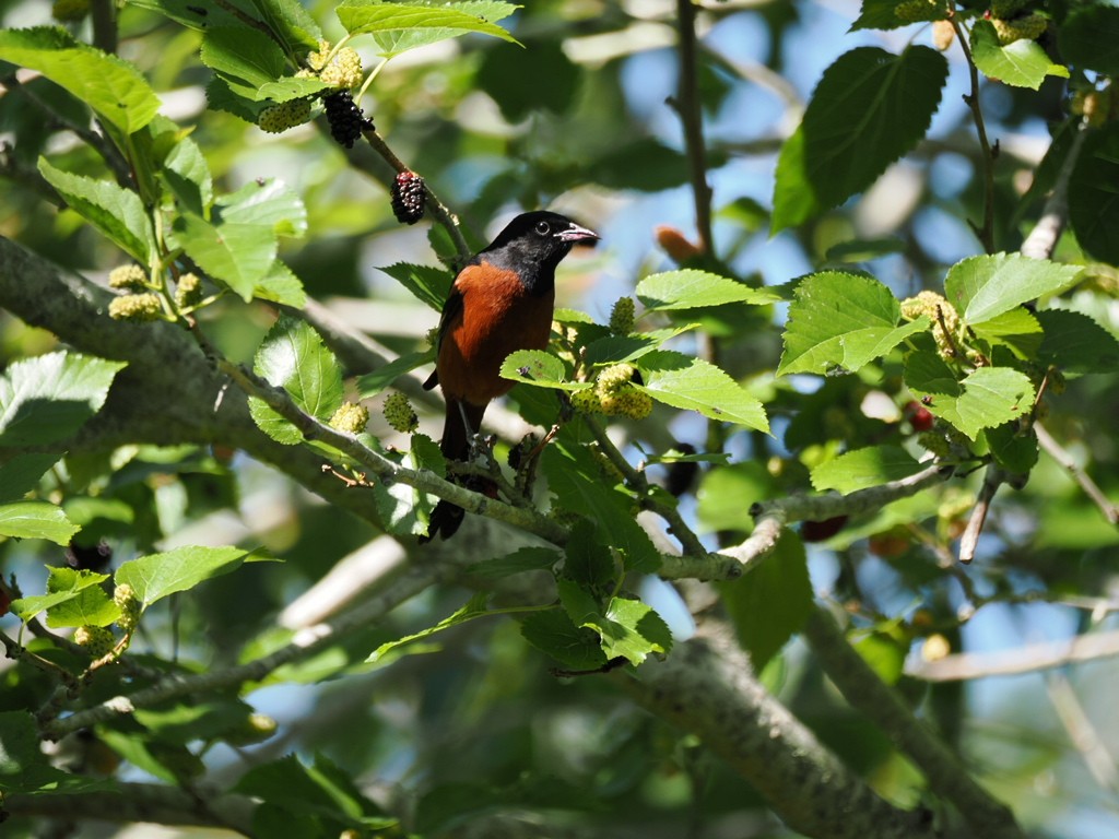 Orchard Oriole - ML618006610