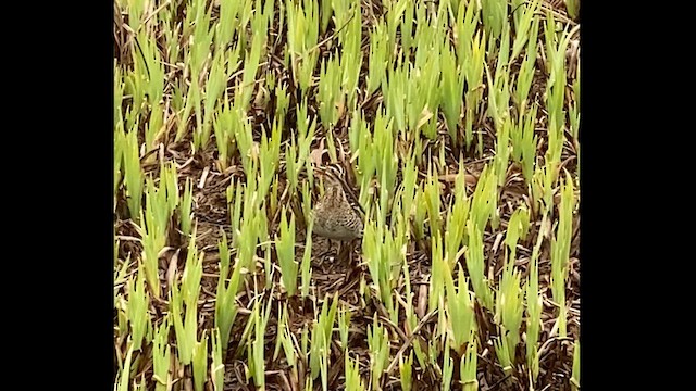 Wilson's Snipe - ML618006650