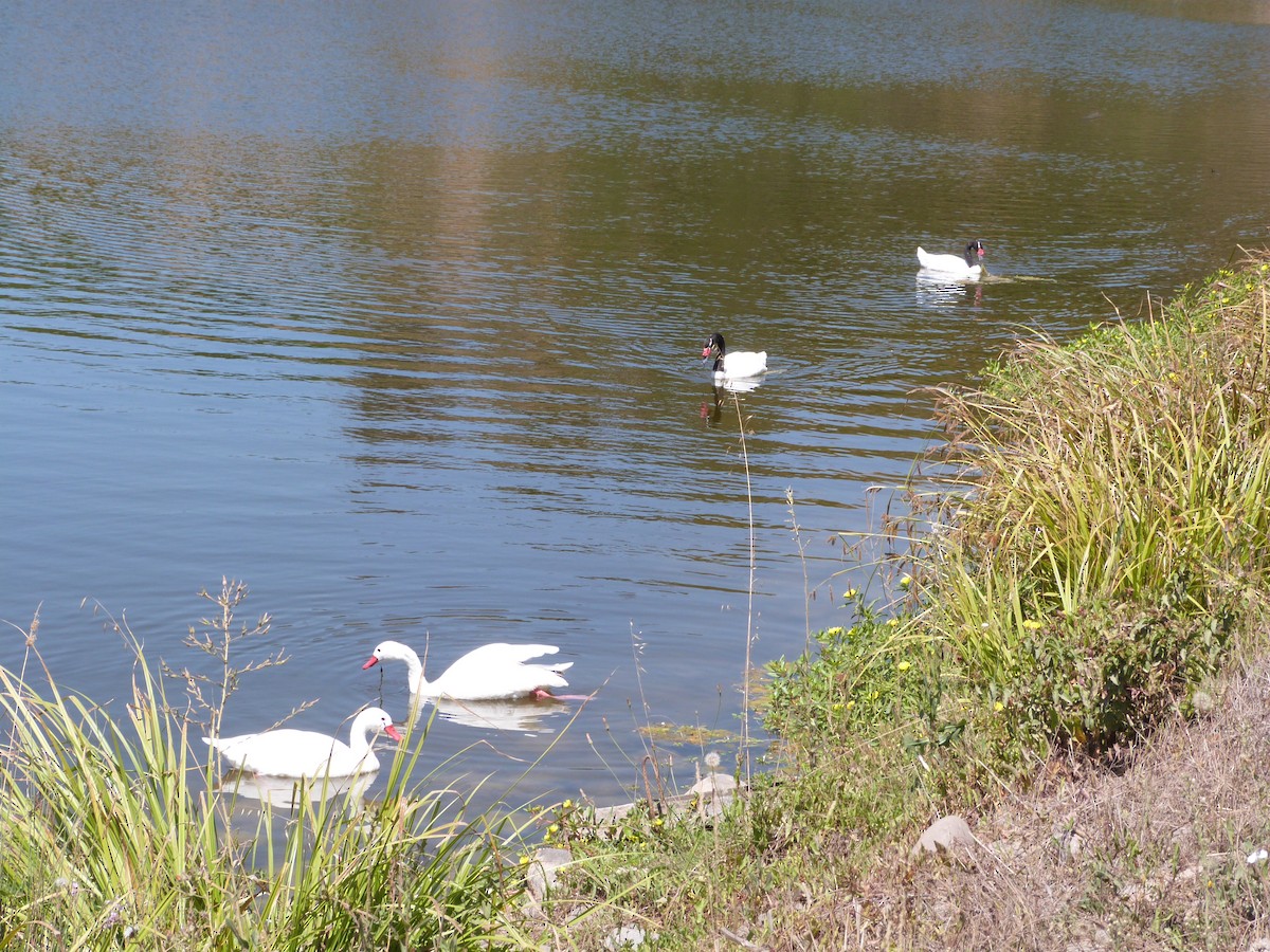 Coscoroba Swan - ML618006654