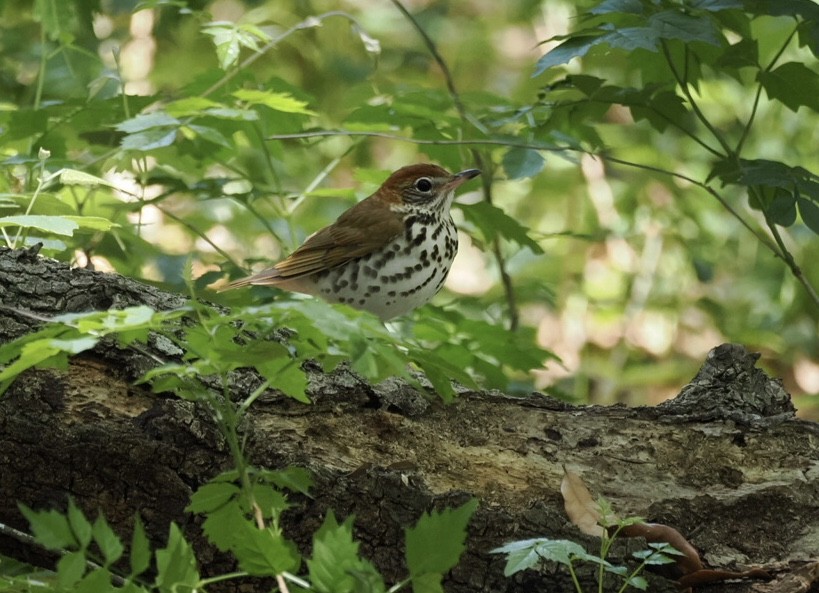 Wood Thrush - ML618006663