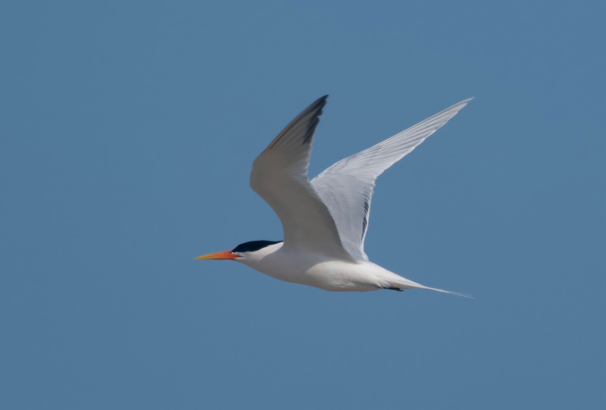 Elegant Tern - ML618006682