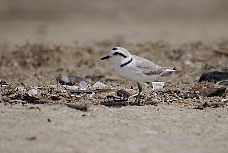 Snowy Plover - ML618006686