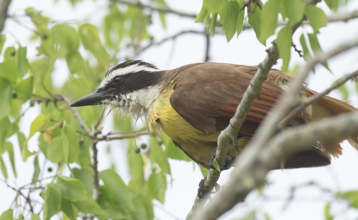 Great Kiskadee - ML618006705