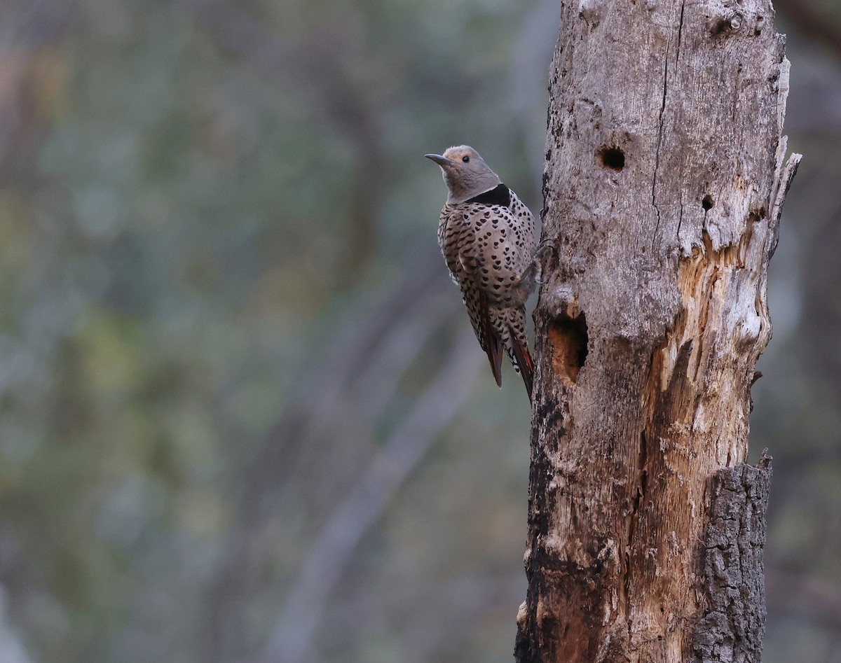 Northern Flicker - ML618006712