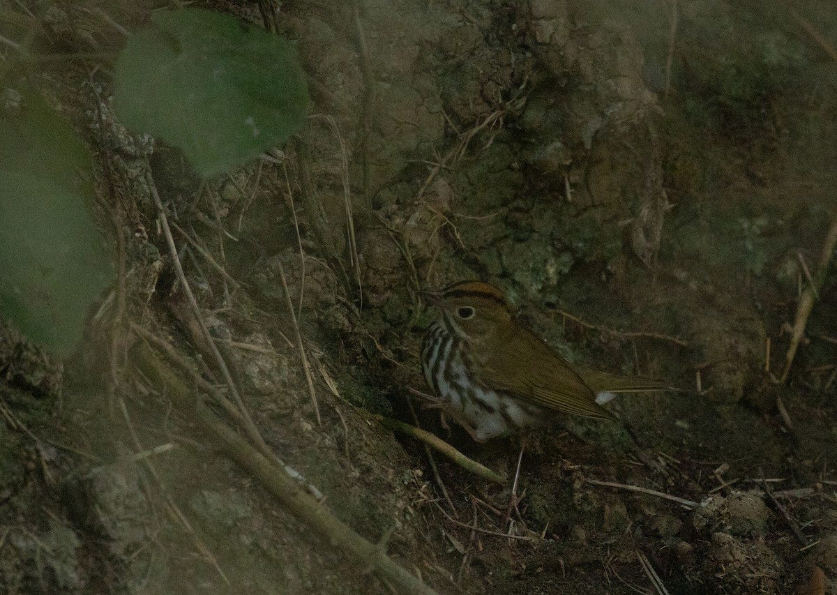 Ovenbird - ML618006718