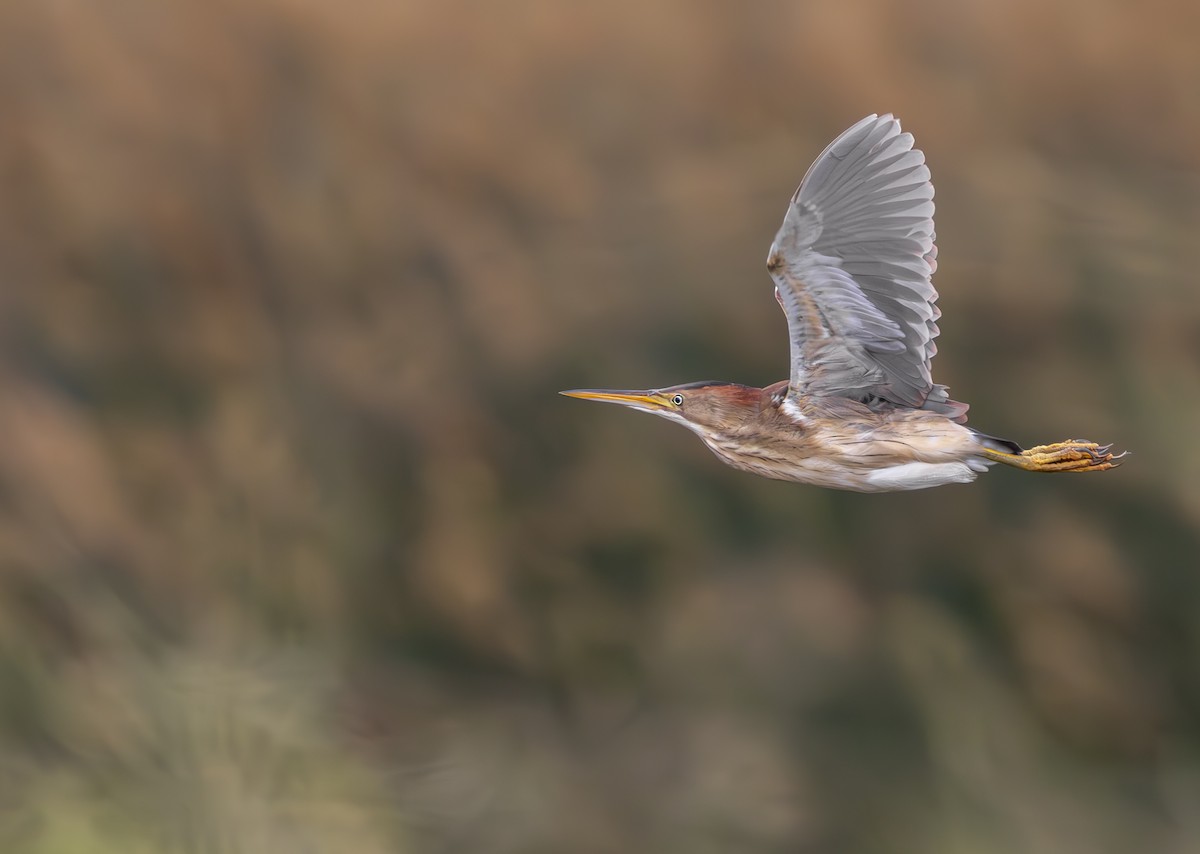 Least Bittern - ML618006731