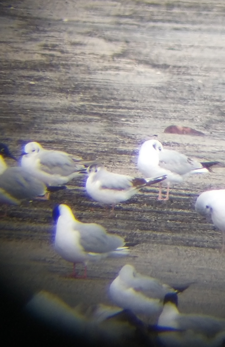 Mouette pygmée - ML618006736