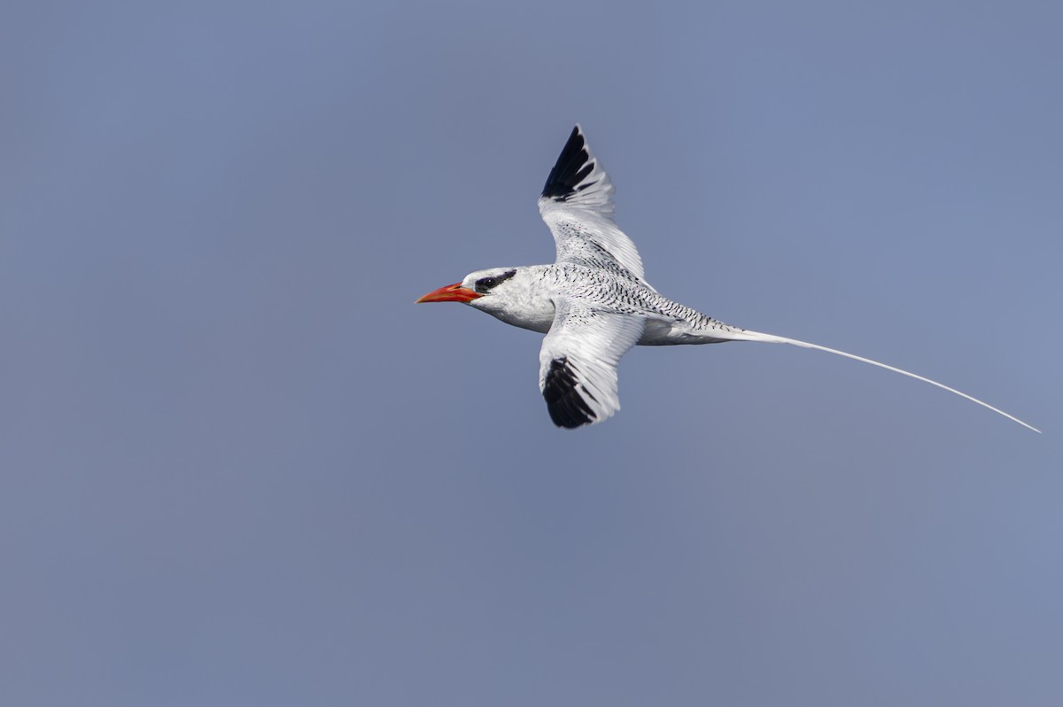 Red-billed Tropicbird - ML618006763