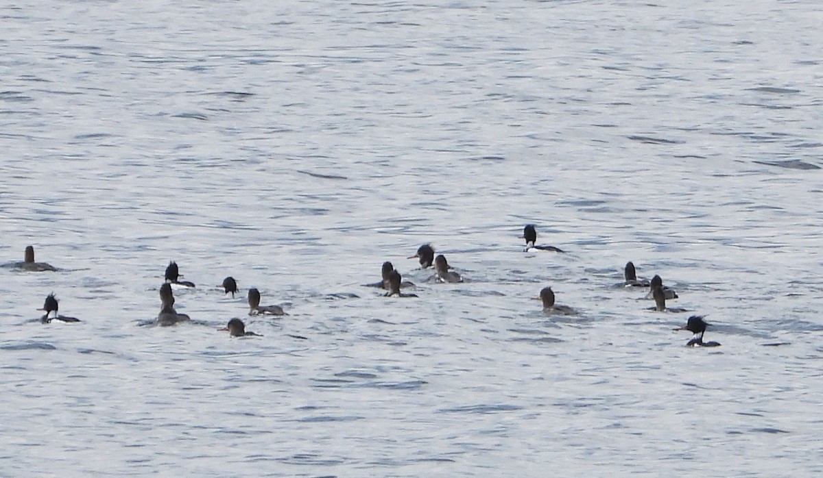 Red-breasted Merganser - Sara Harris