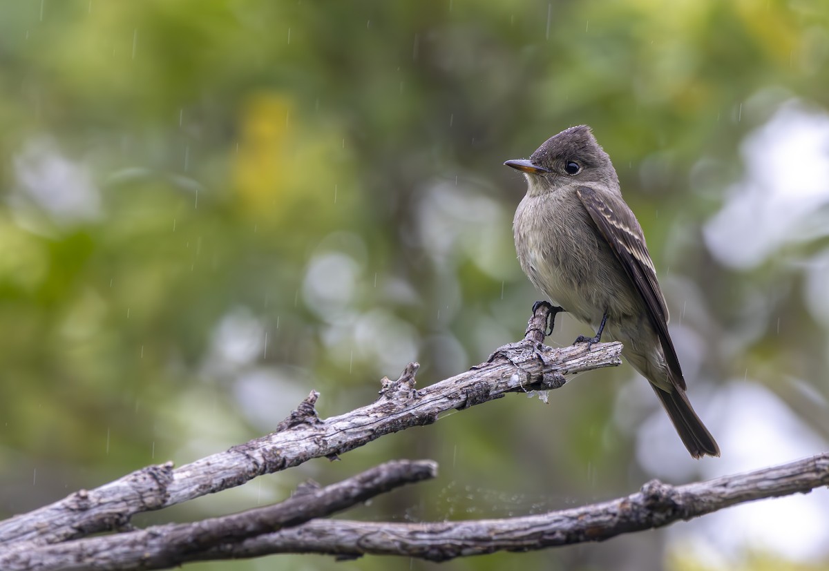 Western Wood-Pewee - ML618006795