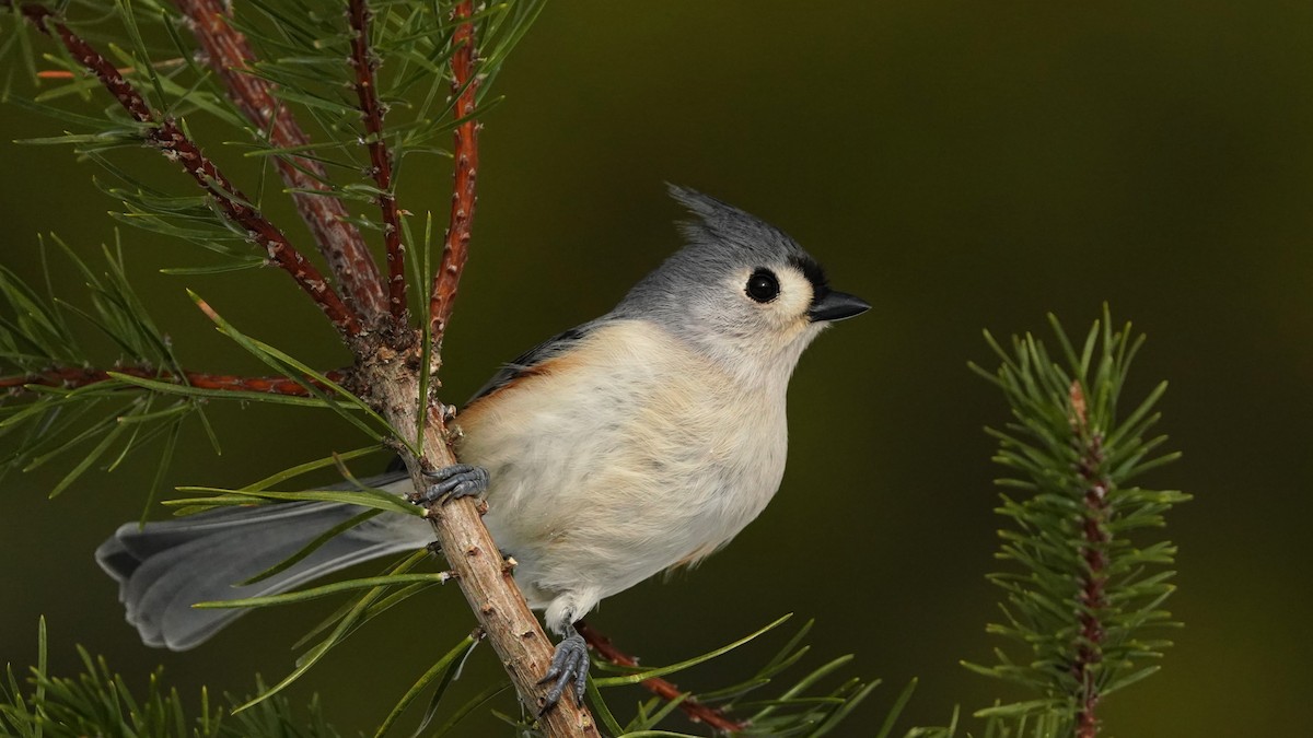 Tufted Titmouse - ML618006798